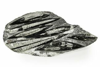 Polished Fossil Orthoceras (Cephalopod) Plate - Morocco #359665