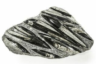 Belemnites & Straight Cephalopods For Sale