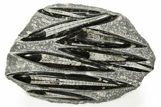 Polished Fossil Orthoceras (Cephalopod) Plate - Morocco #359668
