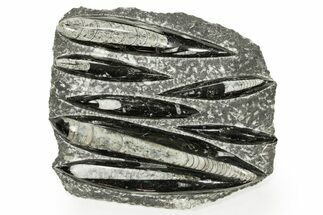Polished Fossil Orthoceras (Cephalopod) Plate - Morocco #359673