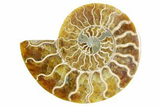 Cut & Polished Ammonite Fossil (Half) - Madagascar #364851