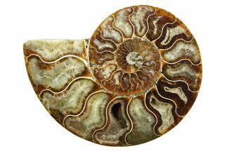 Cut & Polished Ammonite Fossil (Half) - Madagascar #364862