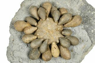 Jurassic Club Urchin (Asterocidaris) - Boulemane, Morocco #366890