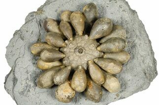 Jurassic Club Urchin (Asterocidaris) - Boulemane, Morocco #366892
