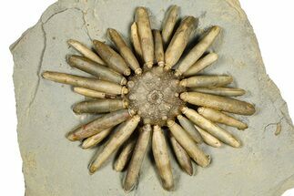 Jurassic Club Urchin (Asterocidaris) - Boulemane, Morocco #366914