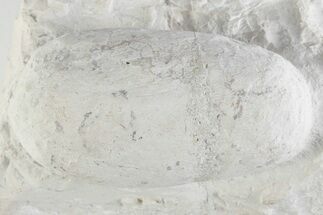 Eocene Fossil Crocodile Egg - Bouxwiller, France #366874