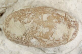 Eocene Fossil Snake Egg - Bouxwiller, France #366879