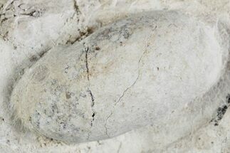 Eocene Fossil Snake Egg - Bouxwiller, France #366888
