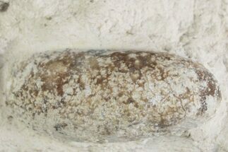 Eocene Fossil Snake Egg - Bouxwiller, France #366889