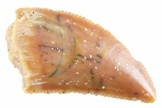 Serrated Raptor Tooth - Real Dinosaur Tooth #364800