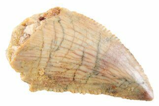 Serrated Raptor Tooth - Real Dinosaur Tooth #364801