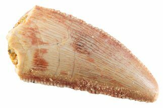 Serrated Raptor Tooth - Real Dinosaur Tooth #364808