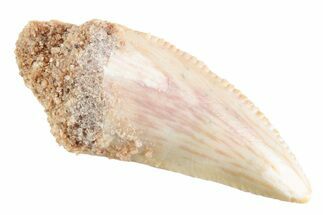 Serrated Raptor Tooth - Real Dinosaur Tooth #364810
