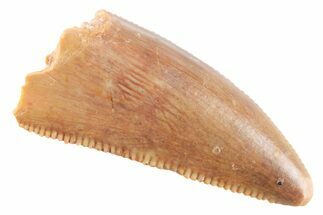 Serrated Raptor Premaxillary Tooth - Real Dinosaur Tooth #364813