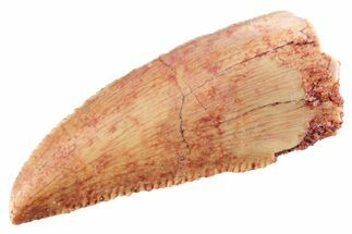 Serrated Raptor Tooth - Real Dinosaur Tooth #364819