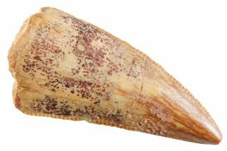 Serrated Raptor Tooth - Real Dinosaur Tooth #364823