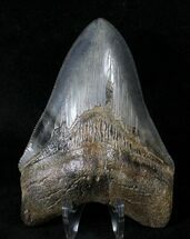 Gorgeous Megalodon Tooth - Great Serrations #19386