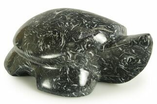 Carved Black Coquina Turtle - California #366994