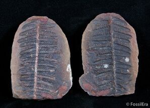 Fern Fossil From Mazon Creek - Part & Counterpart #3024