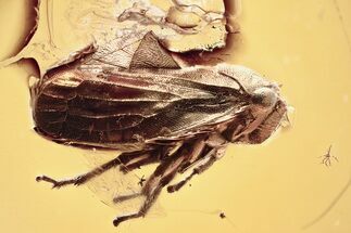 Detailed Fossil Froghopper (Cercopoidea) In Baltic Amber - Rare! #367245