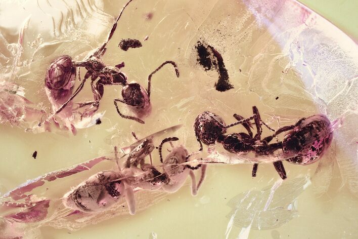 Three Detailed Fossil Ants (Dolichoderinae) In Baltic Amber (#367257 ...
