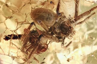 Beautifully Detailed Fossil Spider with Ant Prey In Baltic Amber #367279