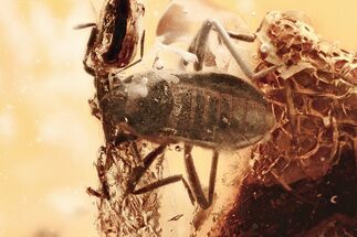 Extremely Rare Predatory Water Strider Fossil In Baltic Amber #367284