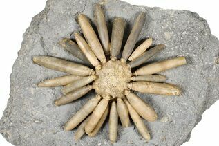 Echinoderm Fossils For Sale