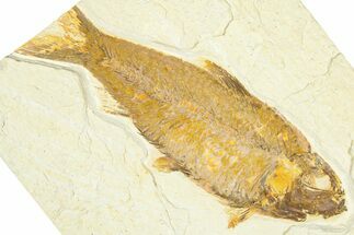 Detailed Fossil Fish (Knightia) - Wyoming #367435
