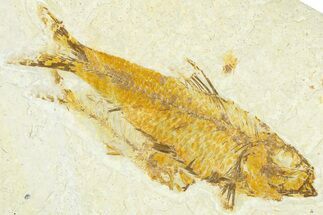 Limestone with Two Fossil Fish (Knightia) - Wyoming #367445