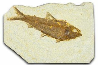 Detailed Fossil Fish (Knightia) - Wyoming #367464
