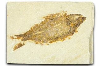 Detailed Fossil Fish (Knightia) - Wyoming #367467