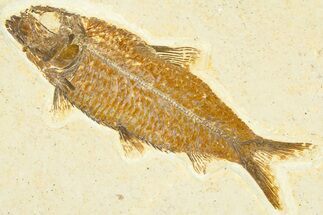 Detailed Fossil Fish (Knightia) - Wyoming #367470