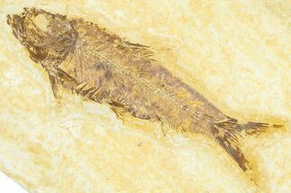 Detailed Fossil Fish (Knightia) - Wyoming #367482