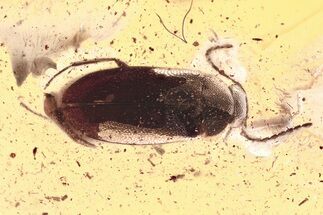 Detailed Fossil False Flower Beetle (Scraptiidae) in Baltic Amber #367399