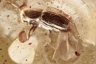 Detailed Fossil Bark Beetle (Scolytinae) in Baltic Amber #367414