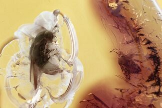 Detailed Fossil Rove Beetle and Plant Bug in Baltic Amber #367425
