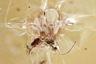 Detailed Fossil Parasitoid Wasp (Braconidae) in Baltic Amber #367436