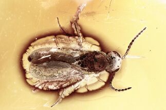Detailed Fossil Parasitoid Wasp (Scelionidae) in Baltic Amber #367441