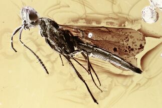Detailed Fossil Parasitoid Wasp (Scelionidae) in Baltic Amber #367448