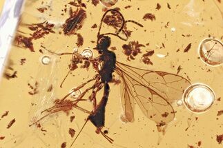 Detailed Fossil Ichneumon Wasp (Ichneumonidae) In Baltic Amber #367449