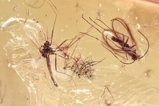 Fossil Dark-Winged Fungus Gnat and True Midge in Baltic Amber #367454