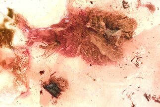 Detailed Fossil Fungus Gnat (Mycetophilidae) In Baltic Amber #367468