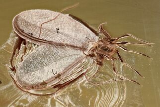 Fossil Winged Scale Insect (Coccoidea) in Baltic Amber #367477