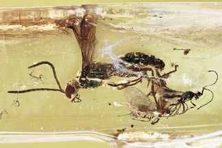 Detailed Fossil Wasps (Pompilidae & Diapriidae) In Baltic Amber #367322