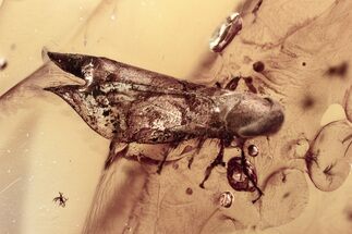 Detailed Fossil Leafhopper (Cicadellidae) In Baltic Amber #367479