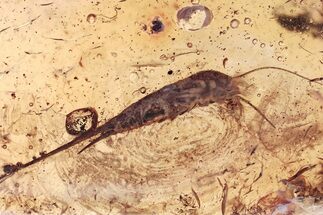 Detailed Fossil Bristletail (Machilidae) In Baltic Amber #367489
