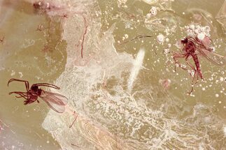 Two Fossil Dark-Winged Fungus Gnats (Sciaridae) In Baltic Amber #367490