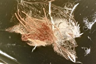 Fossil Moth Fly (Psychodidae) In Baltic Amber #367499