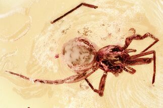 Detailed Fossil Spider (Araneae) In Baltic Amber #367501